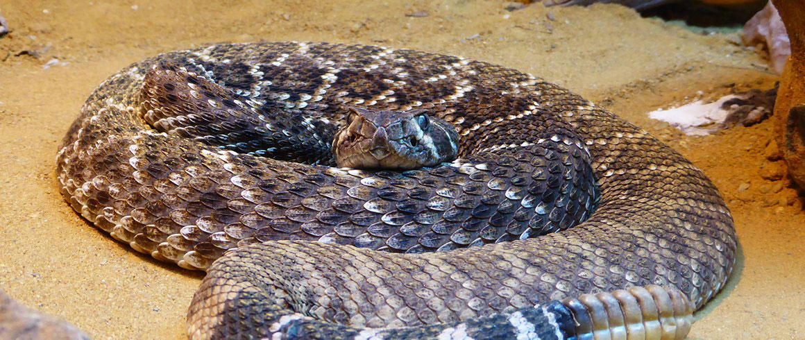 Remove Venomous Snake from Home in Phoenix